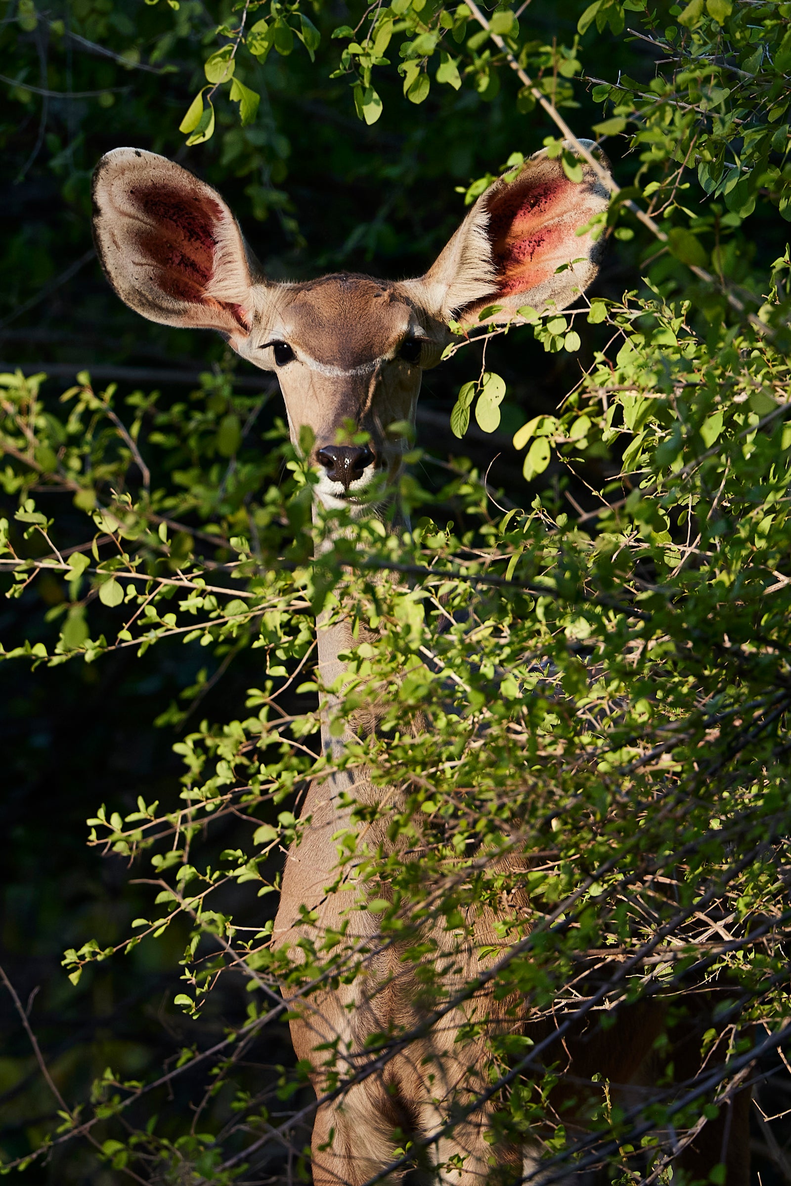 Female kudu peering through green foliage, large ears alert, looking directly at camera
