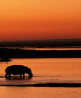 Wildlife