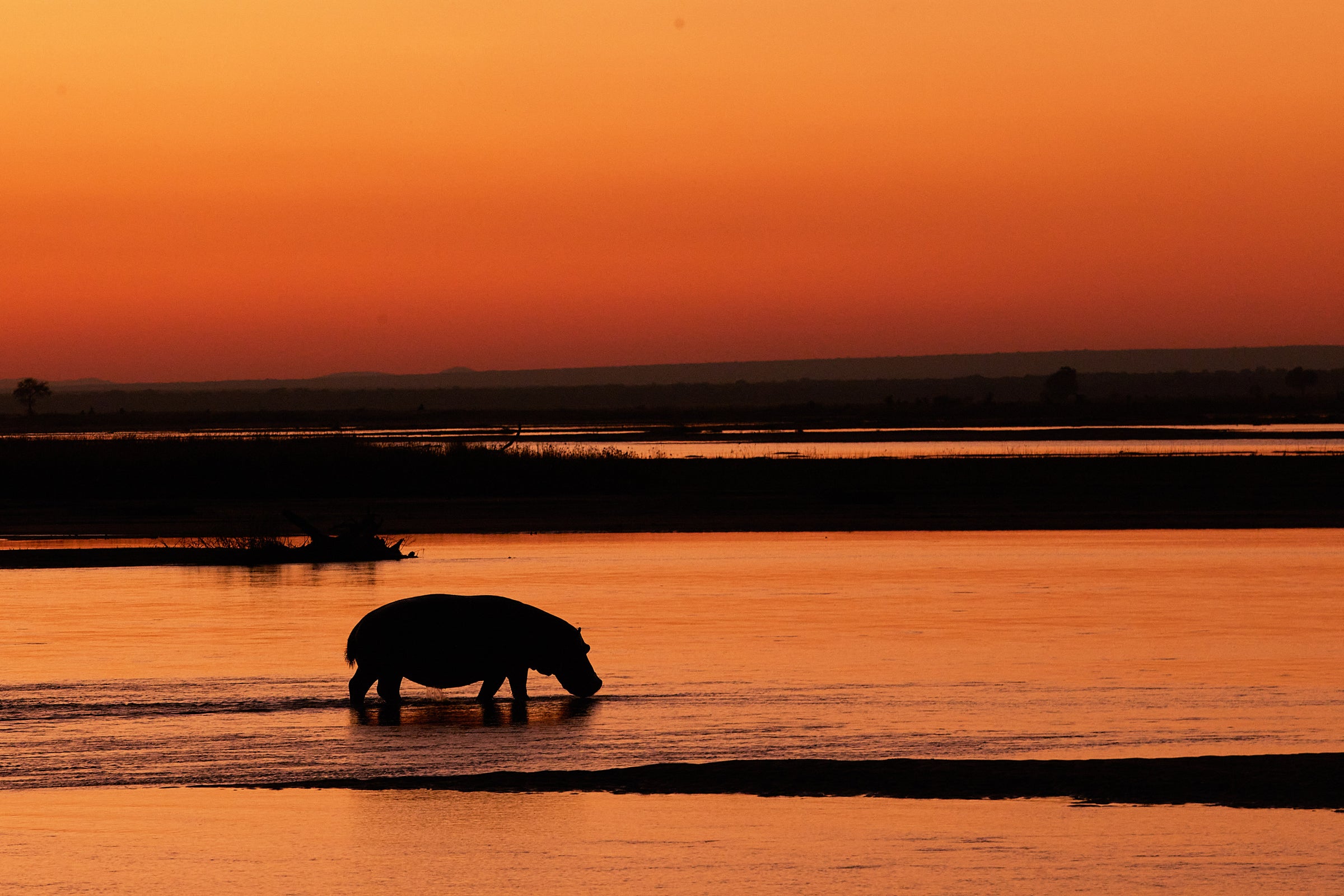 Wildlife