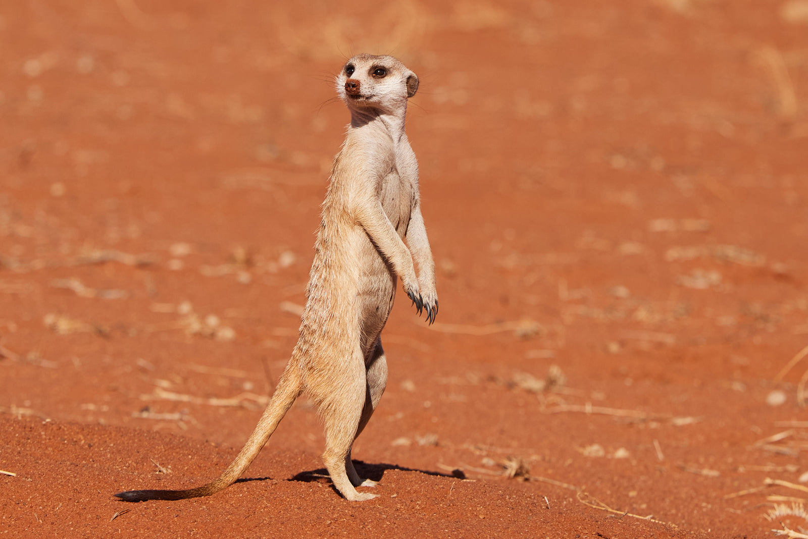 Meerkat standing upright on red Kalahari sand, looking at camera