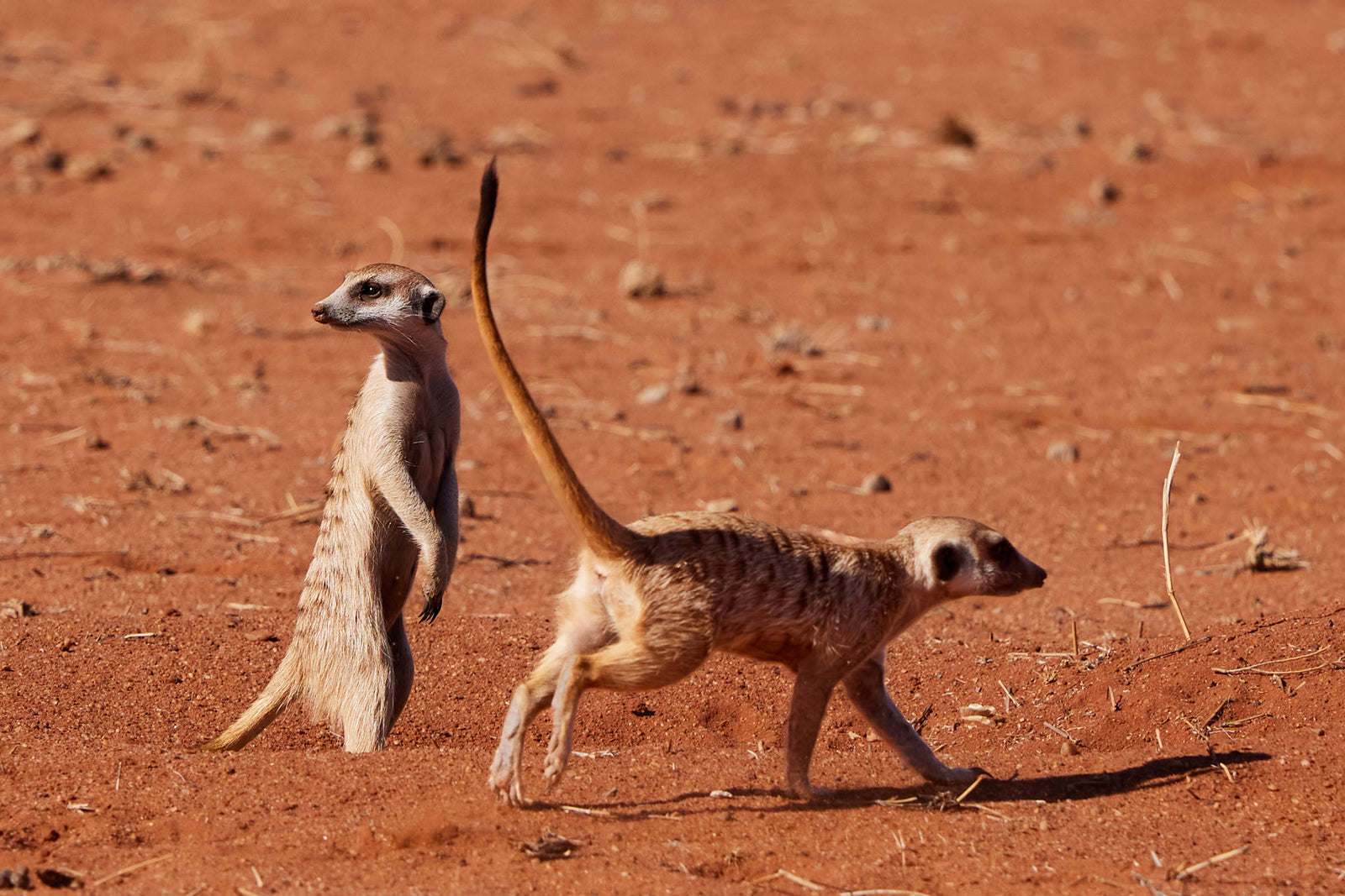 Two meerkats on red sand, one standing sentinel while the other walks past