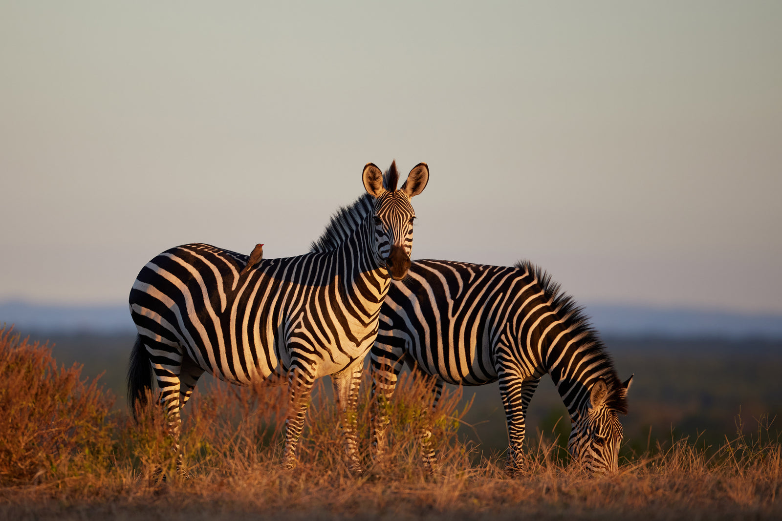 Two zebras standing together in golden evening light, one looking at camera, oxpecker on its back