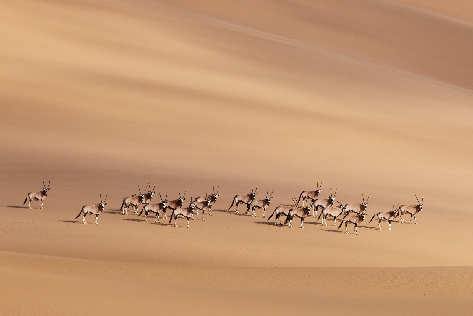 Herd of gemsbok walking across sweeping Namibian sand dunes, layered light and shadow