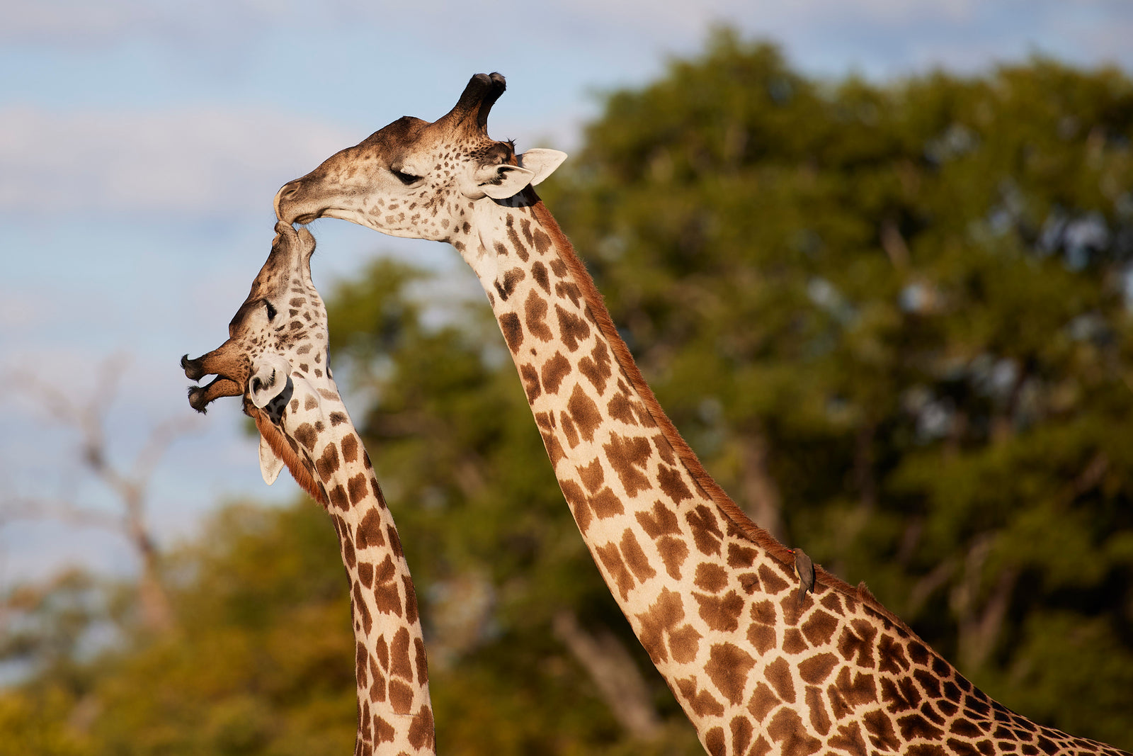 Two giraffes necking — heads pressed together from above, green trees behind