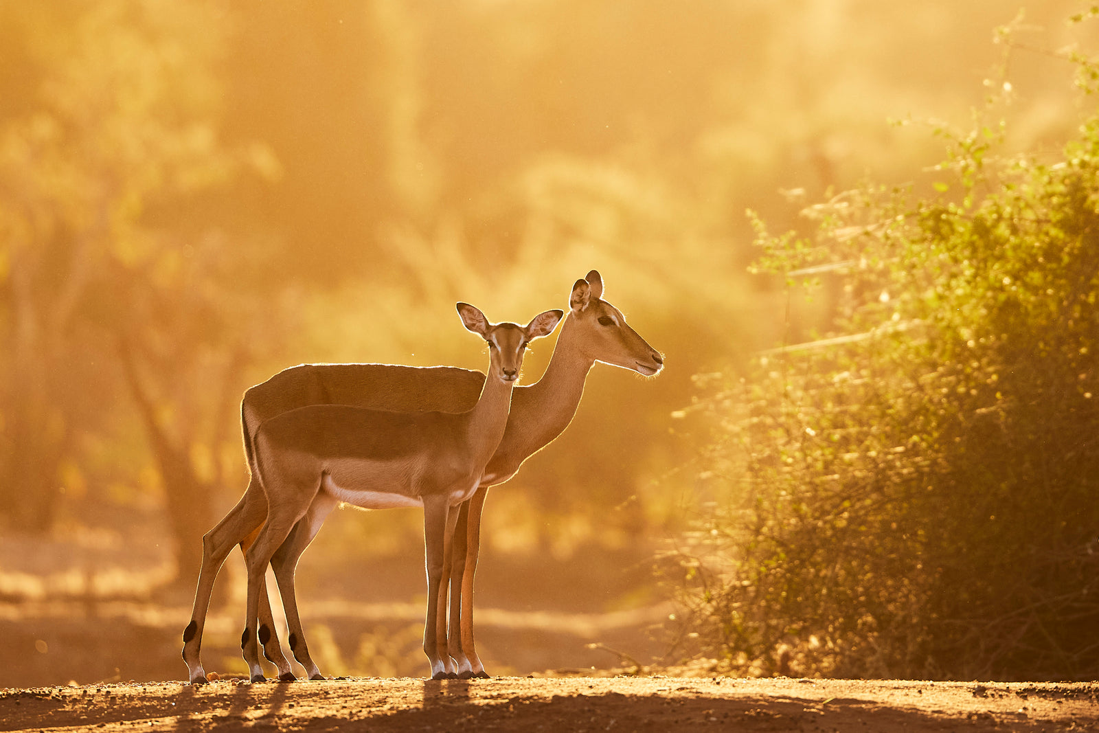 Two impala standing side by side backlit in golden dust, looking alert