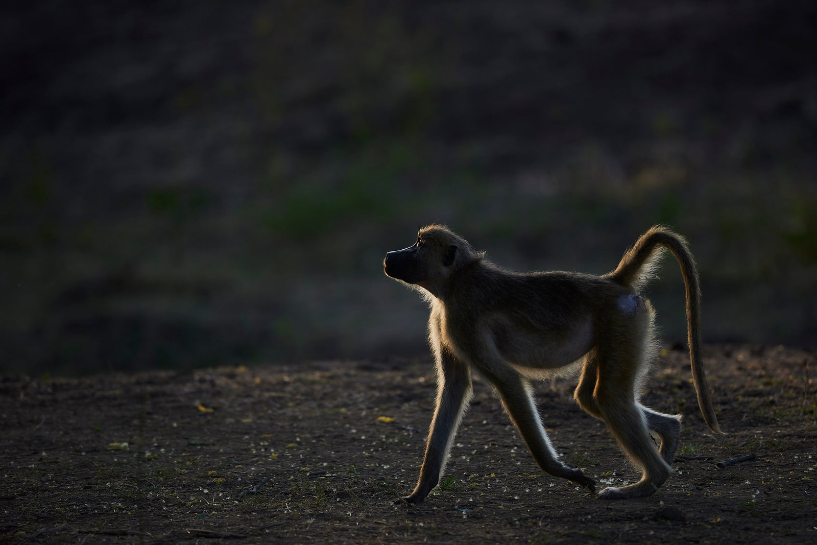 Young baboon walking in profile, rim-lit against a dark background