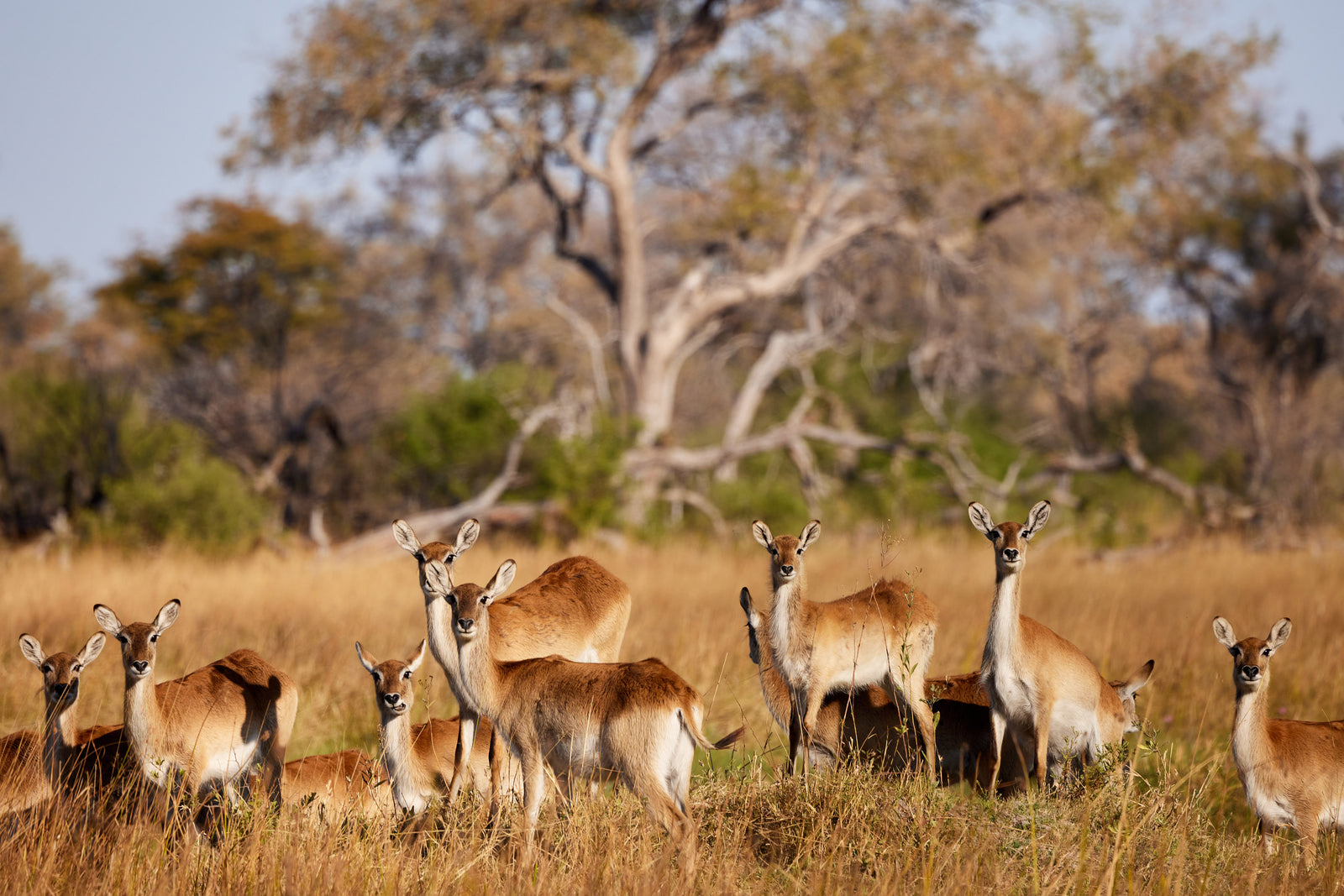 Herd of red lechwe standing alert in golden grassland, large tree behind