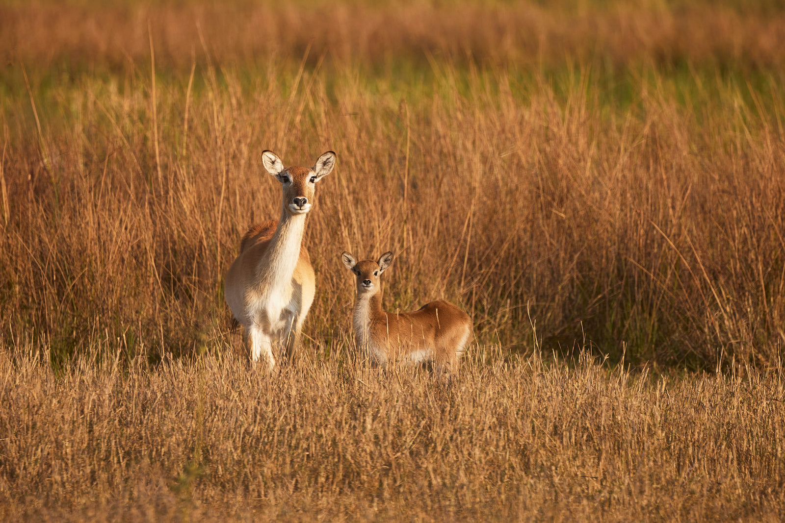 Female lechwe with young fawn standing in tall dry grass, both looking at camera