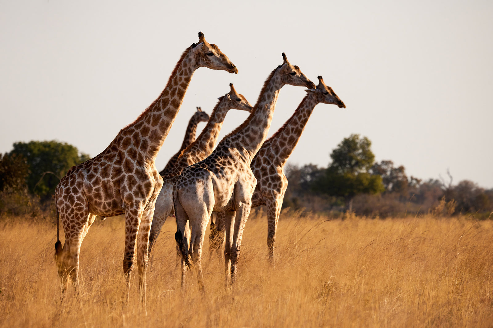 Four giraffes walking together through golden savanna grass in warm evening light