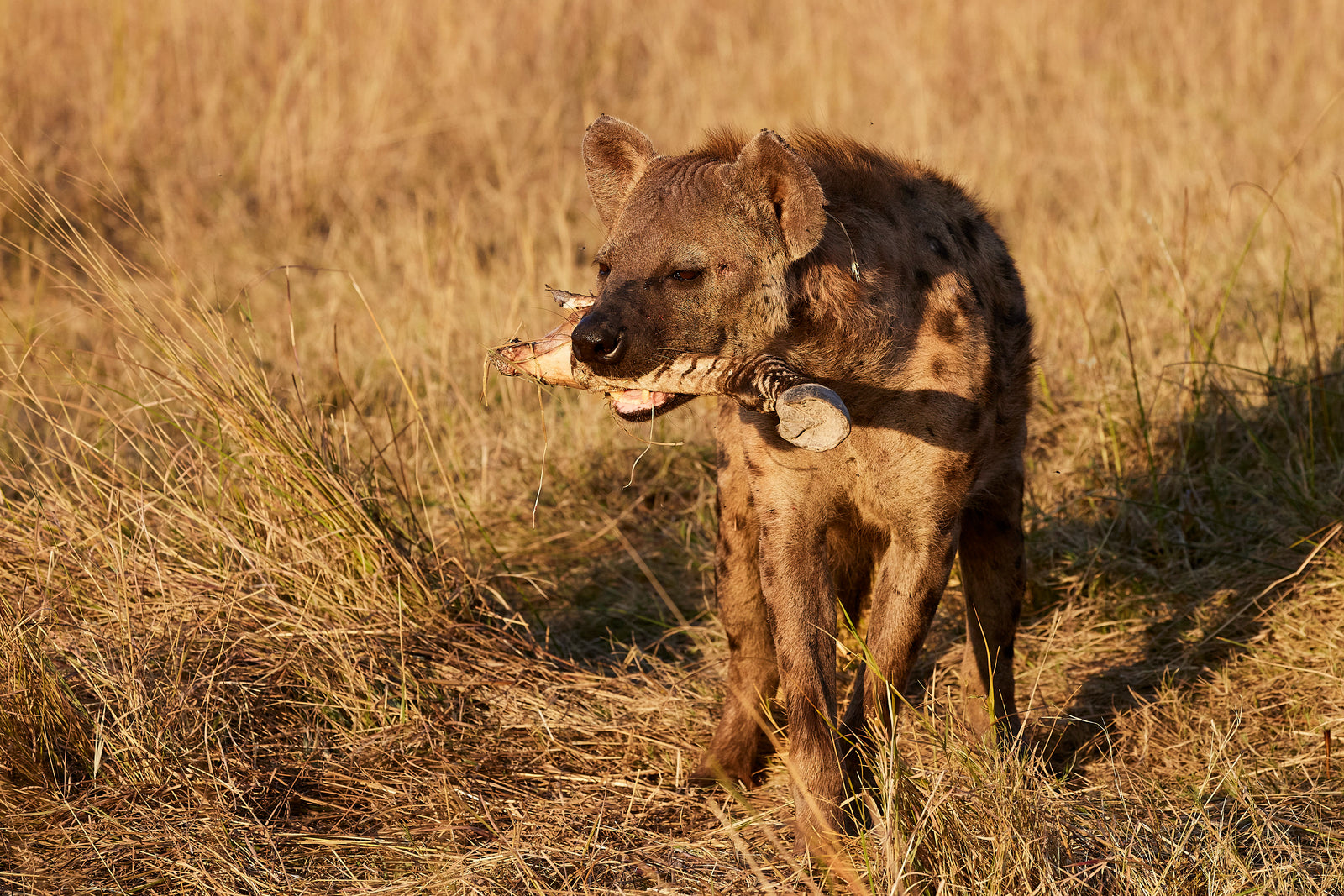 Spotted hyena walking through grass carrying a piece of bone in its mouth