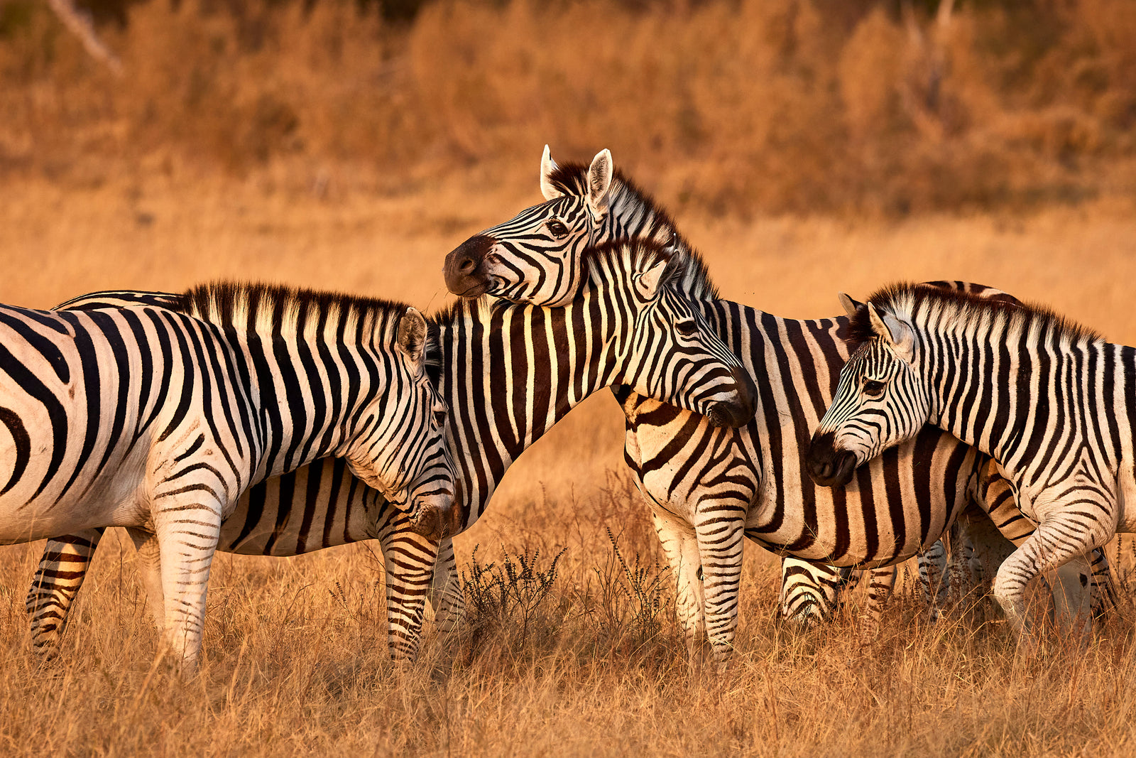 Group of zebras nuzzling together in golden light, heads touching