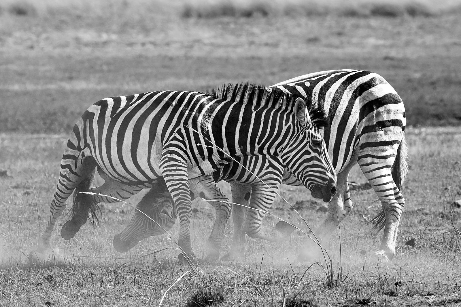 Two zebras fighting in black and white, heads locked and pushing, dust rising
