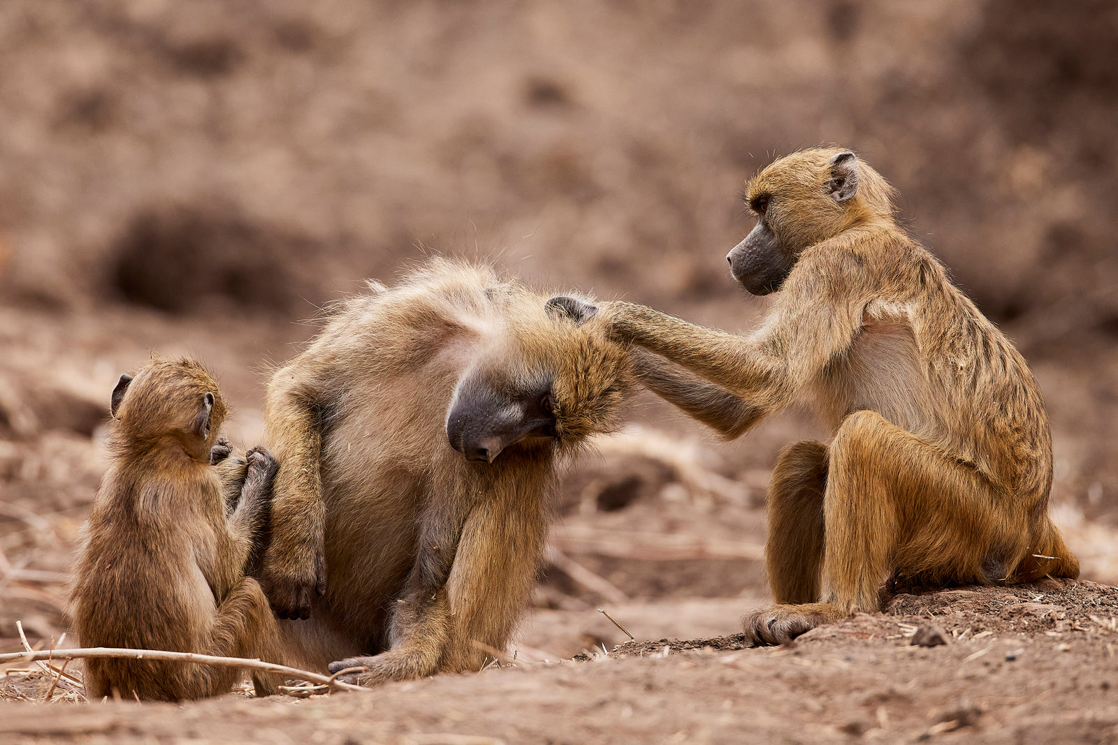Three baboons grooming on dry ground, adult grooming another while juvenile watches