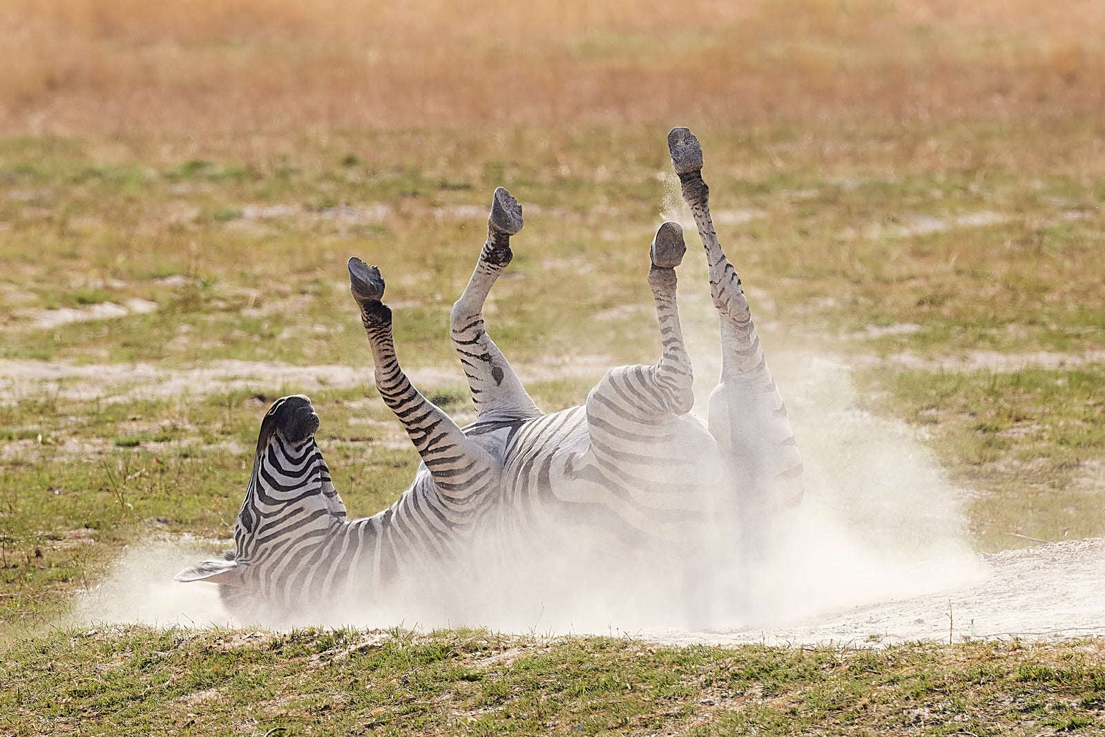 Zebra rolling on its back in dust, legs in the air, dust cloud rising