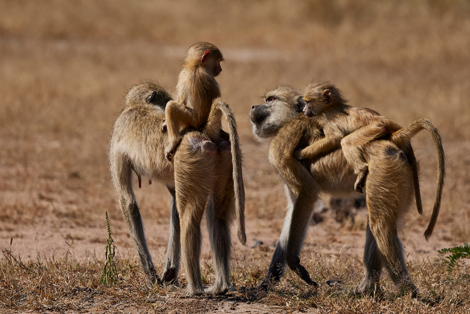 Two baboon mothers walking side by side with babies riding on their backs