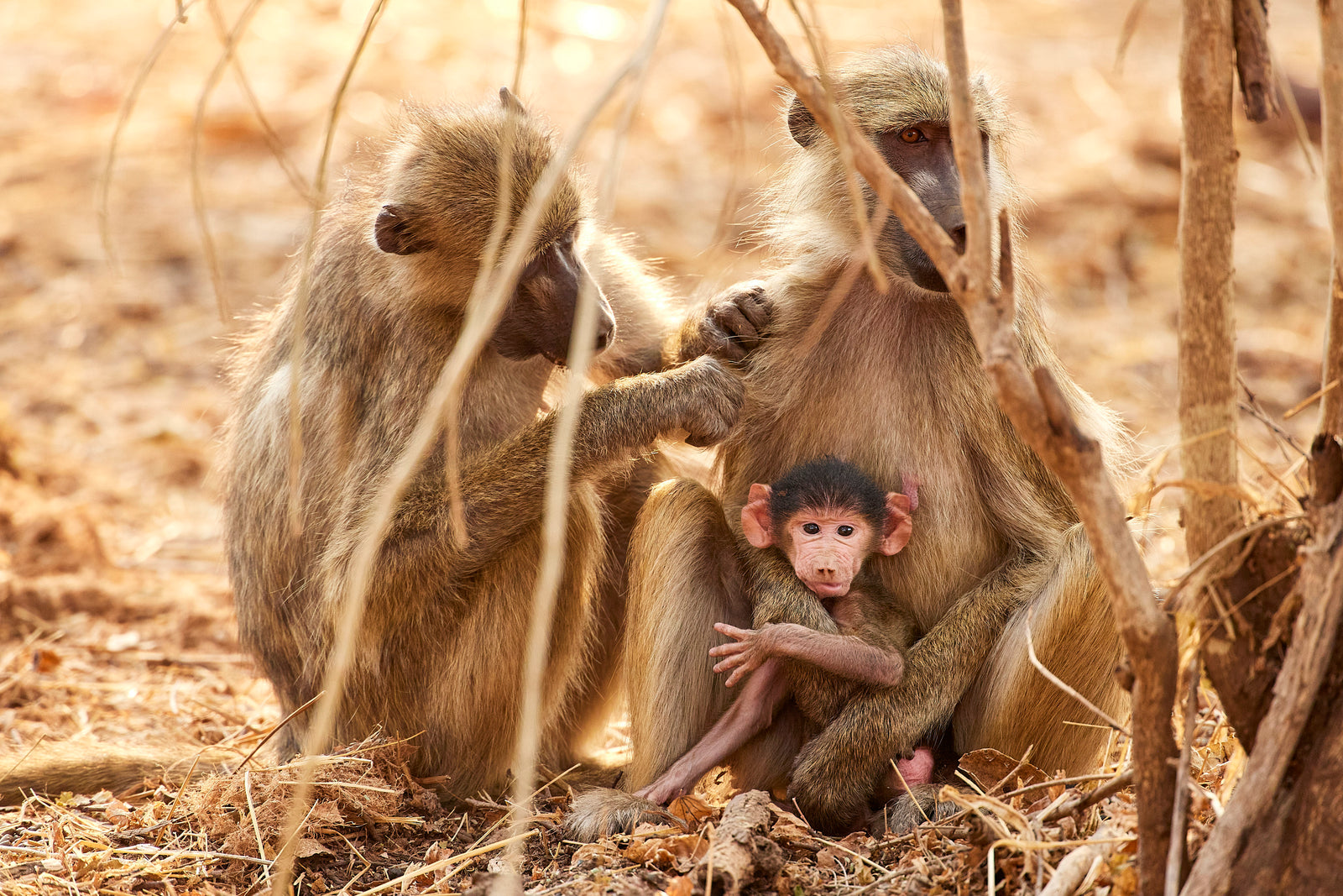 Two adult baboons grooming beside a tree with a baby baboon sitting in the mother's lap