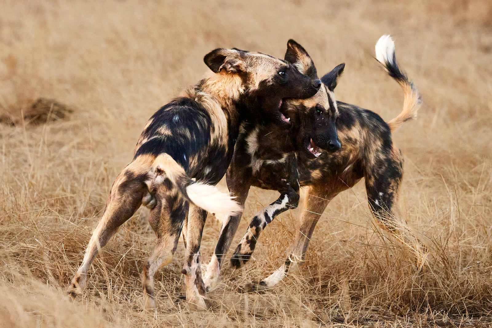 Two African wild dogs play-fighting in dry grass, jaws open, tails up