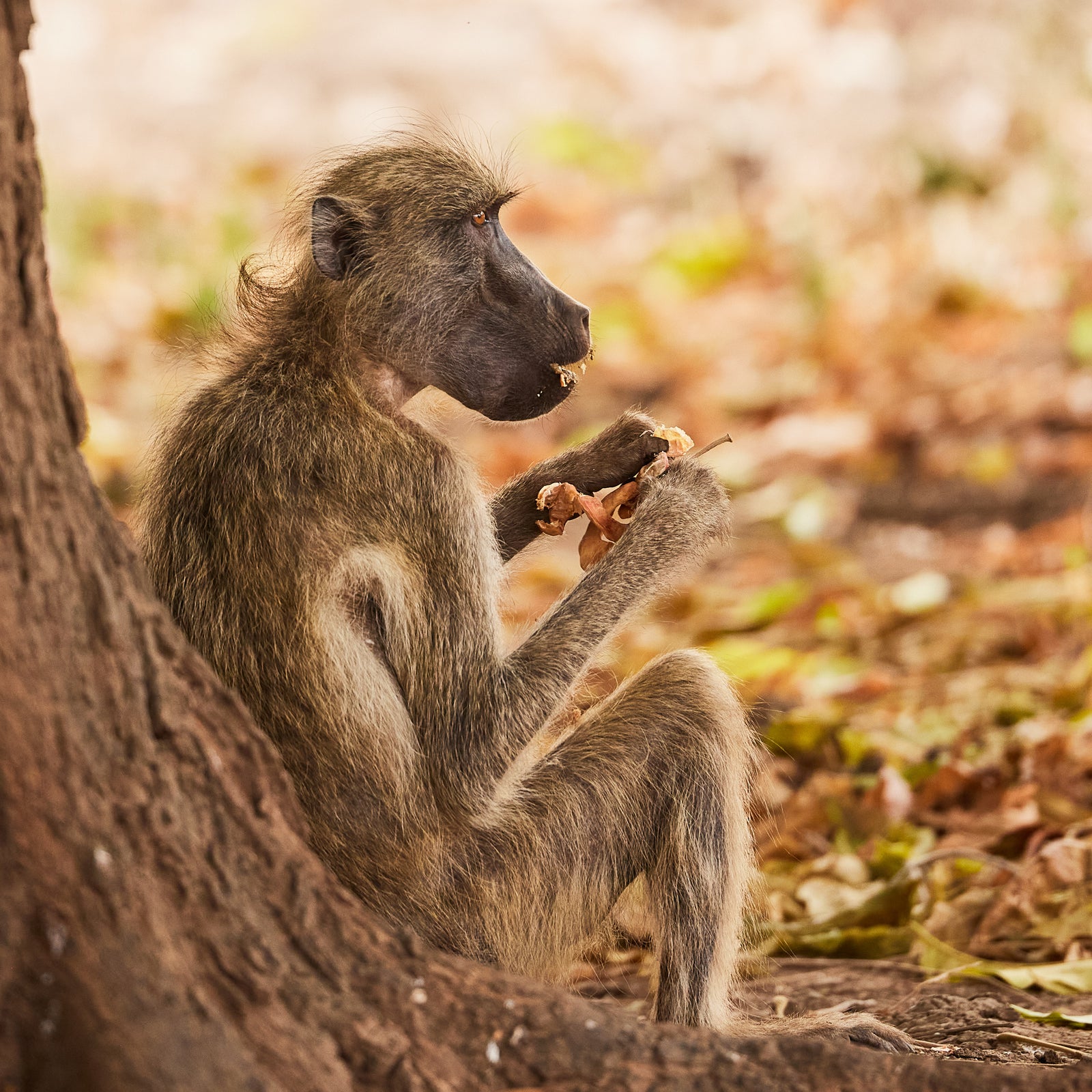 Chacma baboon sitting in profile against a tree trunk, holding food in its hands