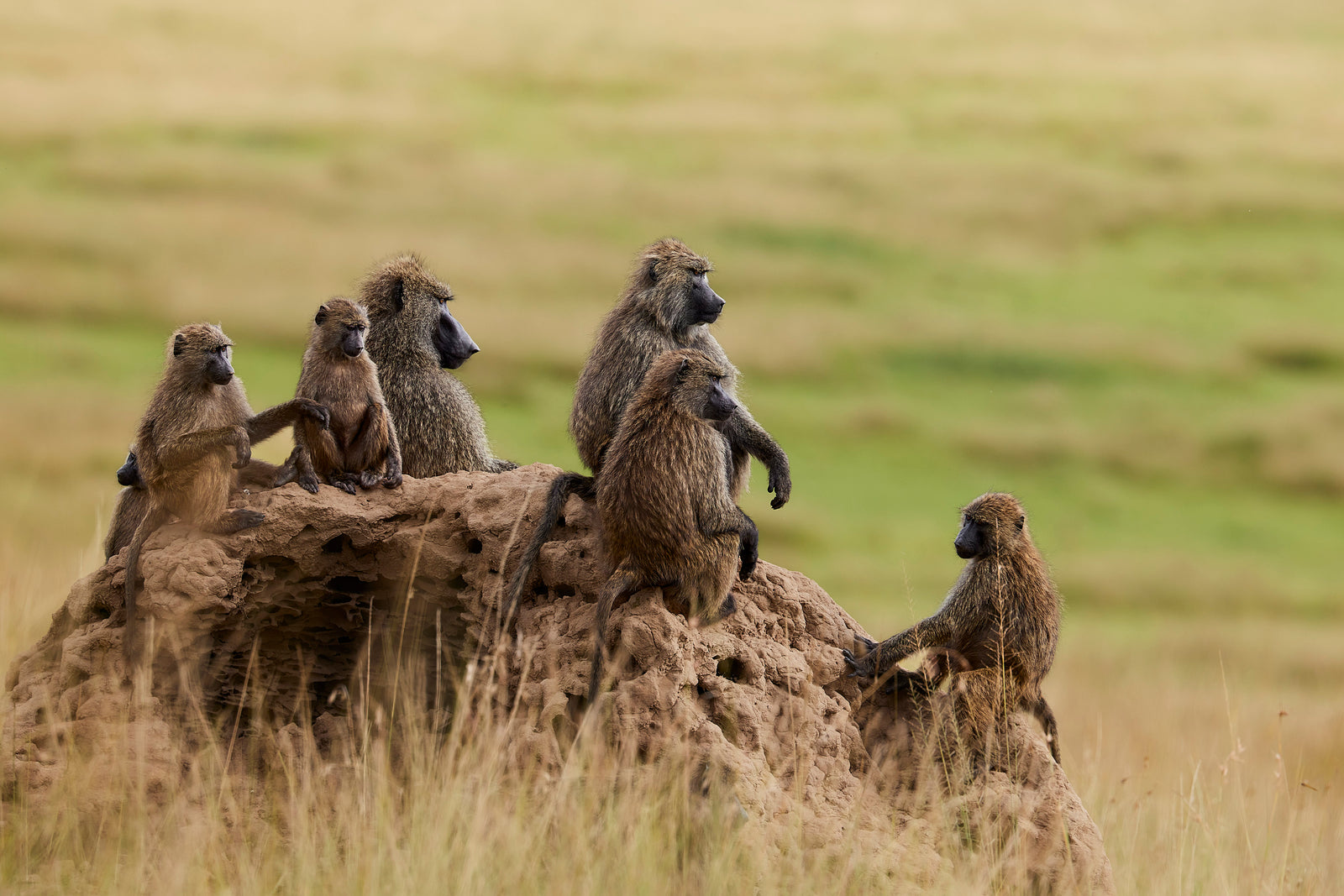 Group of olive baboons sitting together on a termite mound in green grassland