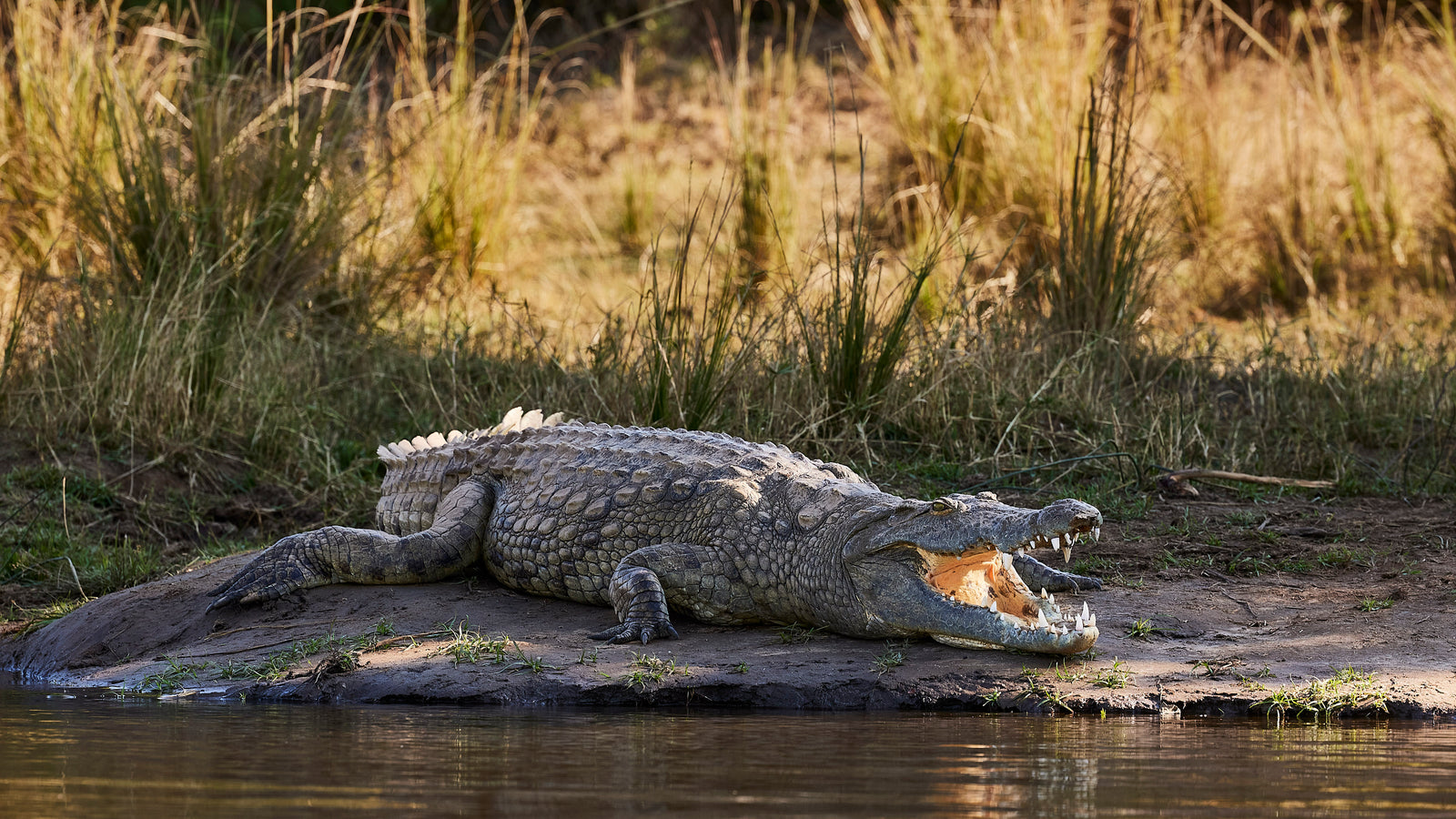 Nile crocodile basking on a sandy riverbank with jaws wide open, reeds behind