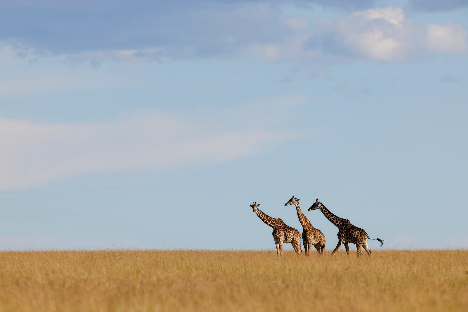 Three giraffes walking across open savanna against a big sky with scattered clouds