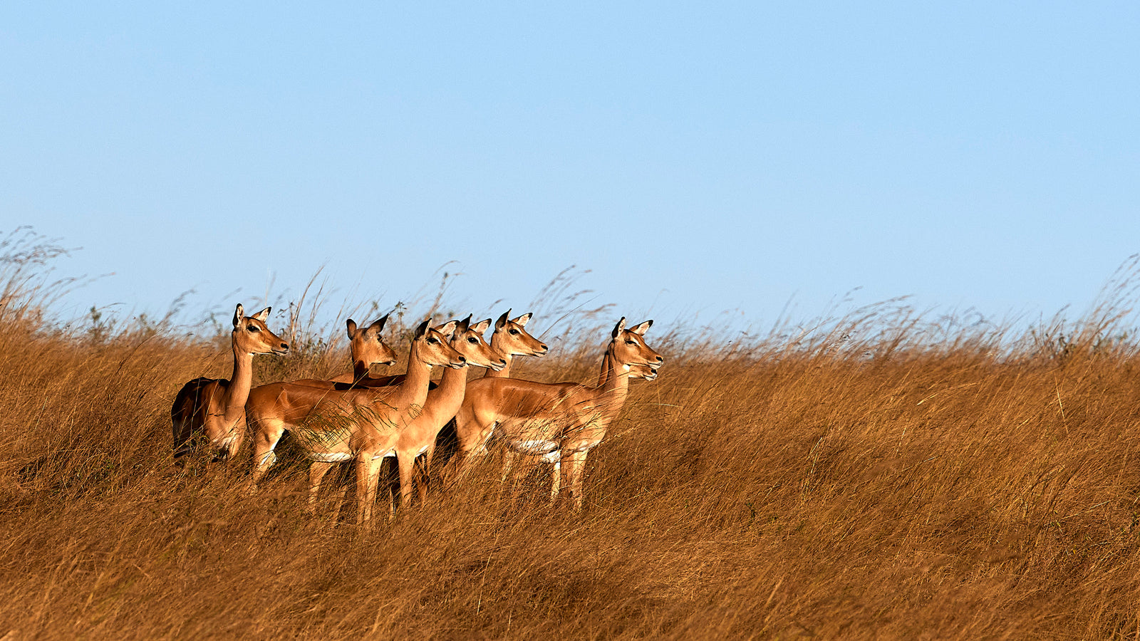 Herd of impala standing alert in tall golden grass on a ridge, clear blue sky