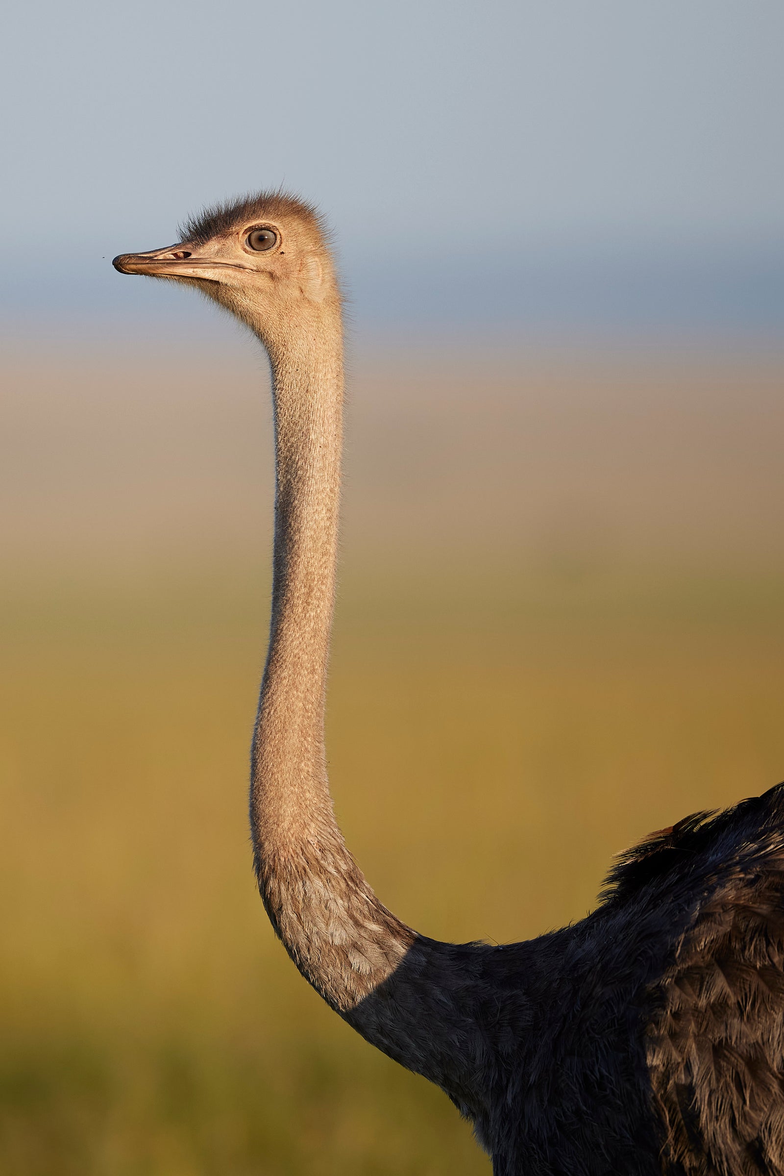 Ostrich portrait in profile, long neck and head against a soft golden background