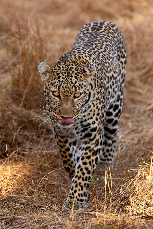 Big Cats