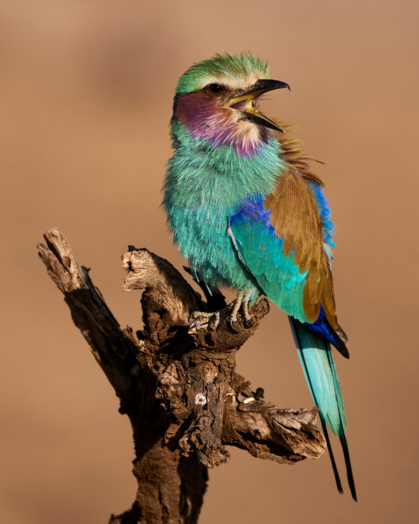 Birds