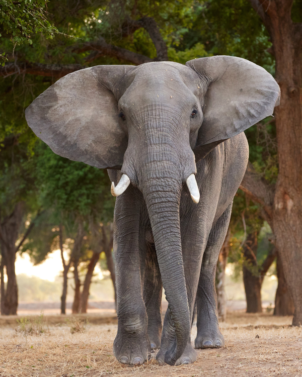 Gentle Giants