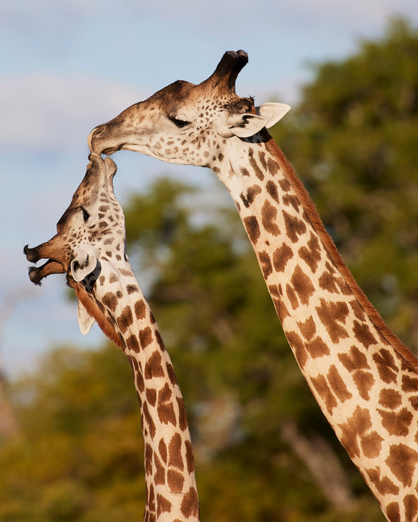 Wildlife